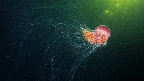 A stately creatureThe largest jellyfish species on our planet is a beastie that loves frigid waters,
