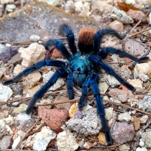 onenicebugperday:North American cobalt tarantula, Aphonopelma mooreae, Theraphosidae Found in Sonora