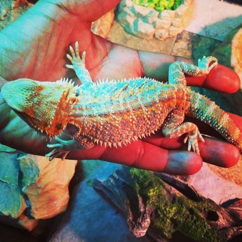 He’s almost a hand full. #bearded #dragon #beardie #drako #pets #reptiles #lizard