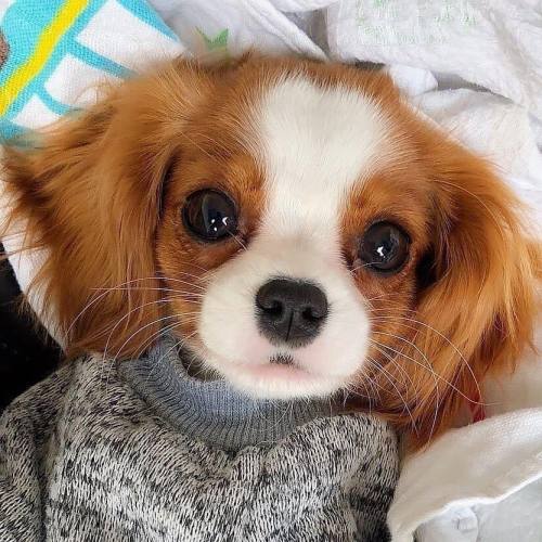 aww-so-pretty:Nessa the Cavalier