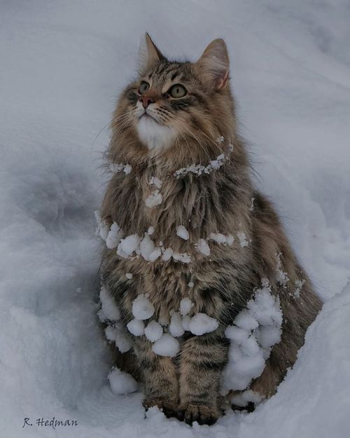 catsbeaversandducks:Amazing Snow ChonkersPhotos by Sämpy