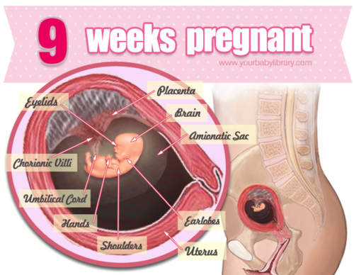 Now that you’re 9 weeks pregnant, your baby is about the size of a fig. The heart has divided into f