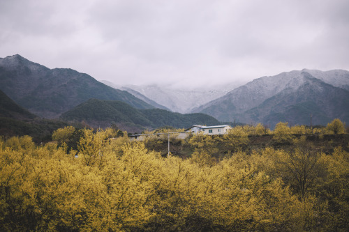 2022-03-20Spring, Cornus officinalisCanon EOS R3 + RF50mm f1.2LInstagram  |  hwantastic79vivid