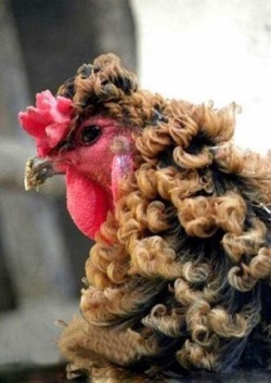 growtiredofpublicvulnerability:worldfastcararchived:a chicken with curly featherswhat