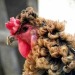 growtiredofpublicvulnerability:worldfastcararchived:a chicken with curly featherswhat