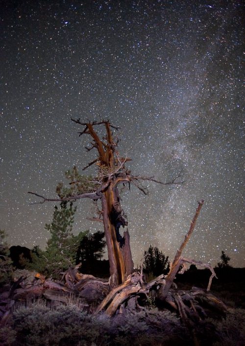 Tree rings reveal historical megadroughts in US WestWhile some chunks of california are dying for ra