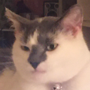 glumbabie:daisy says happy international cat day 
