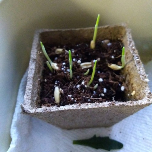 Keep your eyes peeled: I&rsquo;m growing grass just to prove a point. #botanyisntboring #botany 