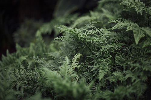 cinnamonthursdays: Dive into the green By Karolina Koziel Website | Instagram | Pinterest | Tumblr