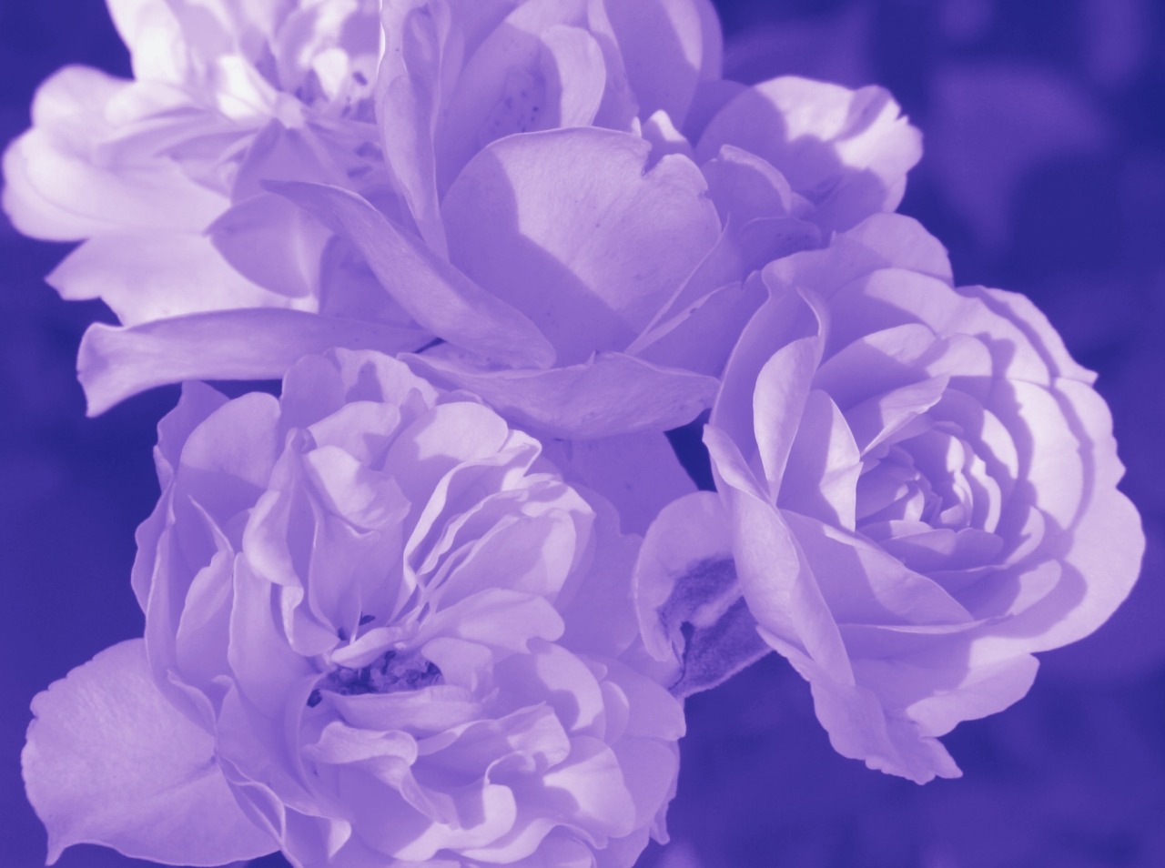 Purple Aesthetic Purple Aesthetic