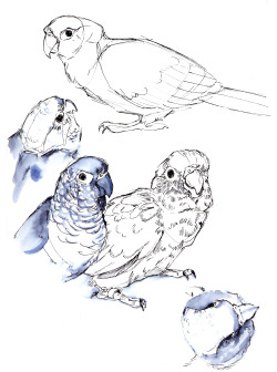 theemberhold:  More bird studies. 