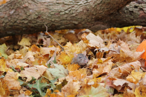 saritawolf:  brintty:  saritawolf:  Fall pics with the ratties (Blue had surgery to get a tumor removed so she’s wearing a little sweater to keep her from picking at the stitches)  I love how much people love their companion animals.  I love how much