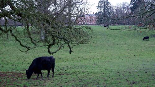 Cattle in the grounds of the Georgian Mansion Beningbrough Hall, North Yorkshire, England.