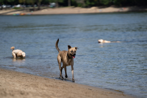 Labor Day For The Dogs At Minnehaha Park
