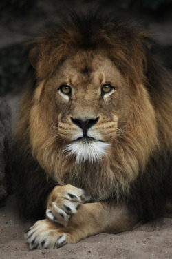 llbwwb:   (via 500px / leeuw - Lion - Leo - Löwe by Paco de la Luz) 