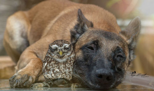 Porn Pics sixpenceee:  Adorable photos by Tanja Brandt,