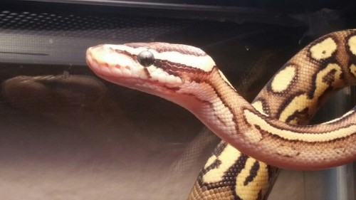 crowleysmaincober:Cosmo is such a lil nerd…..