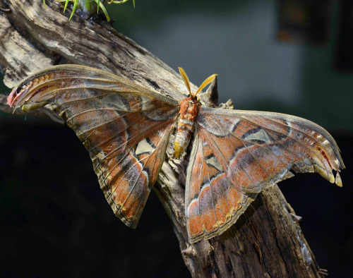 amnhnyc: Forget dragonflies, ladybugs, and lightning bugs—it’s national moth week! Here 