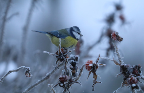 great tit