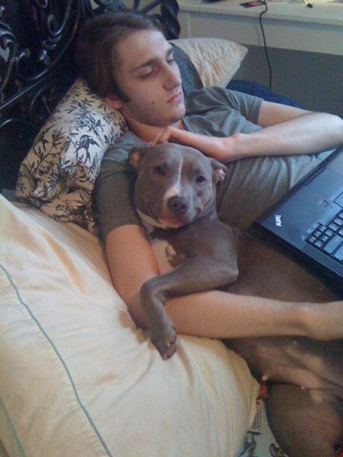 thecutestofthecute:Because Pitbulls need love too.