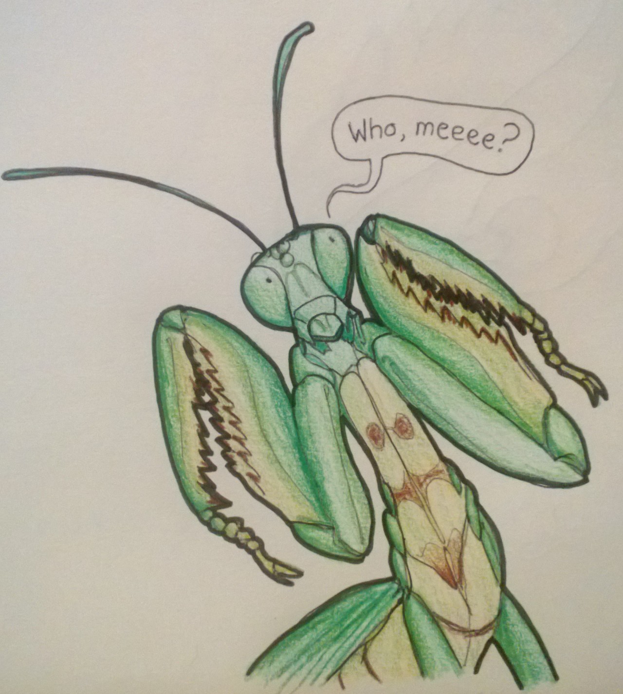 praying mantis face drawing