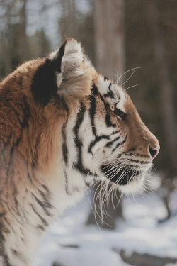 c1tylight5:  Siberian Tiger (by Lauren Carson) 