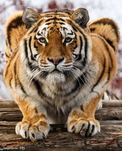 earthlynation:  Sibirischer Tiger (Neofelis tigris altaica) (by Mladen Janjetovic) 
