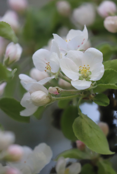 In the garden.