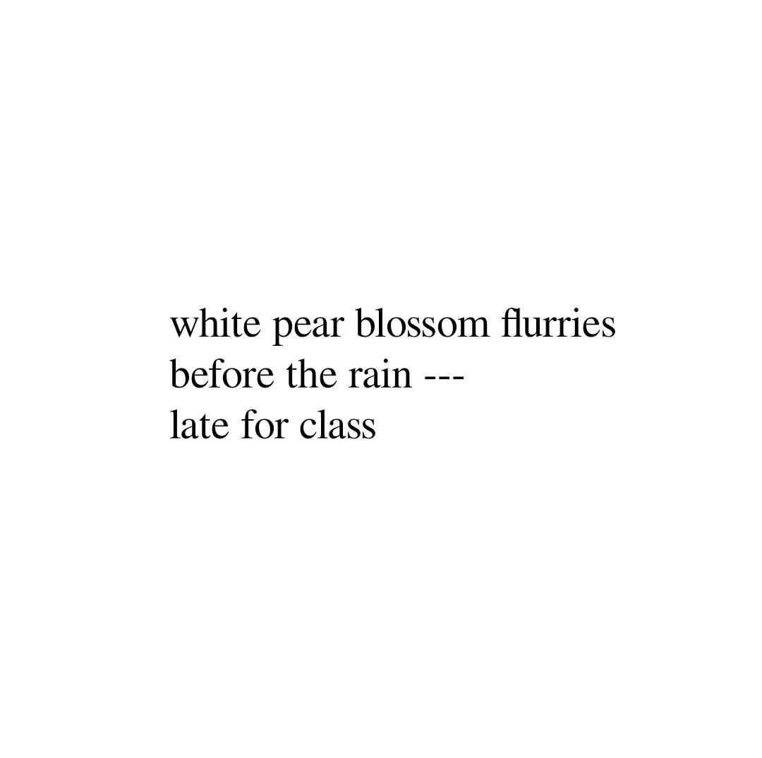 white pear blossom flurries
before the rain —
late for class
#haiku #spring #seasonchange #climatechange #toolate #hurryup #myku #poemgram