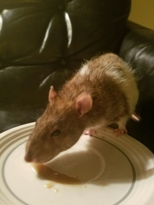 Various pics of Bifur’s good side. He was a handsome kiddo with the cutest chubby cheeks. He was the best of pets and best of rodents. I really do feel like I became a better person having him in my life.