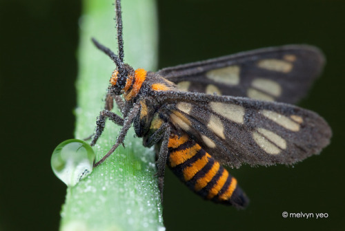 end0skeletal:Wasp Mimic Moth, Amata huebneri by melvynyeo