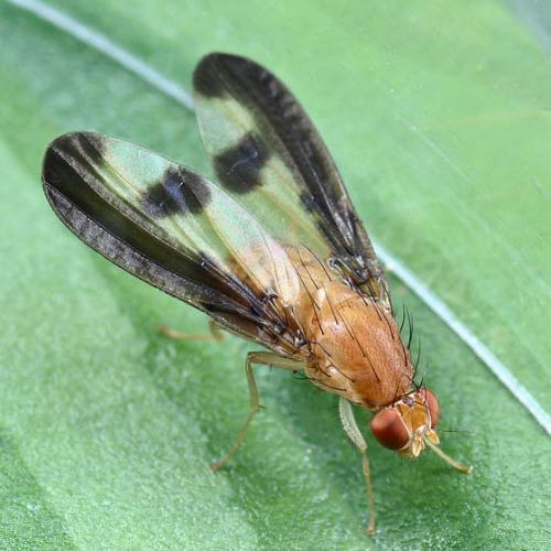 Toxonerva superba
….is a species of Flutter Fly (Pallopteridae) which occurs throughout the Eastern United States and Canada. Like other species of flutter flies adult Toxonerva superba will feed occur on flowers and low-hanging branches, while...
