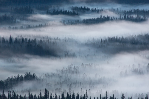 tiinatormanenphotography: Misty woods season as it’s best. Aug 2016, Syöte, Finland.