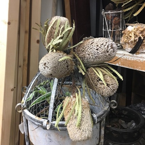 神戸の不思議な花屋 ぐんぐん ドライフラワー ワイルドフラワー バンクシアフーケリアーナ ぐんぐんフラワー神戸 神戸の不思議な花屋 ぐんぐん ドライフラワー ワイルドフラワー バンクシアフーケリアーナ ぐんぐんフラワー神戸