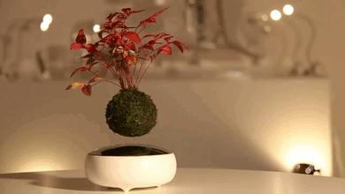 Floating bonsai trees are now a reality! “Air Bonsai” kickstarter project by  designers 