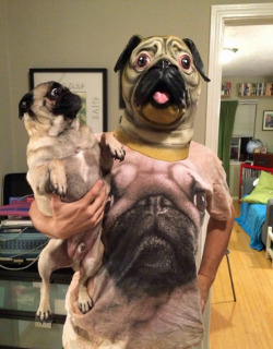 tastefullyoffensive:  Pugception [marksingletree] 