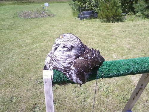 senator-awesomesause:becausebirds:Apparently owls melt in direct sunlight.I guess that’s why t