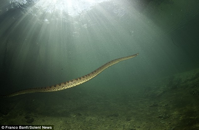 unexplained-events:  Franco Banfi A swiss diver, captured these pictures of one of