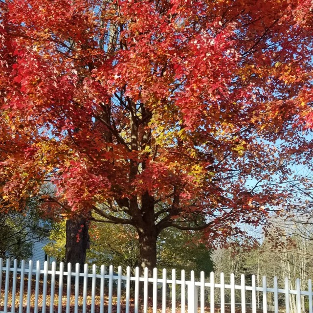 Autumn in Upstate New York, Sunday drives. 