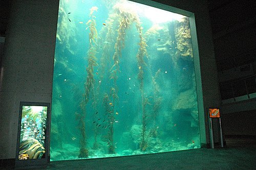 大眼家族的海洋部落 海生館海藻森林展示的感謝牌 大眼家族的海洋部落 海生館海藻森林展示的感謝牌