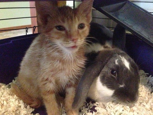 A story of a kitten and his unlikely companion...
