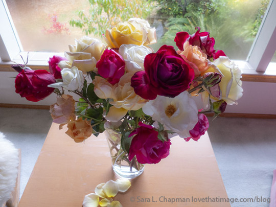 Autumn rose bliss https://www.lovethatimage.com/blog/2021/10/autumn-roses/ #iloveroses#floral photography#garden roses#abundance#fragrant