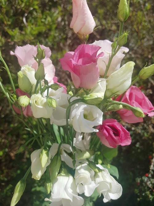 And To The Plants Who Went Through Storms At Night And Still Bloomed Into Flowers The Very Next Morning,