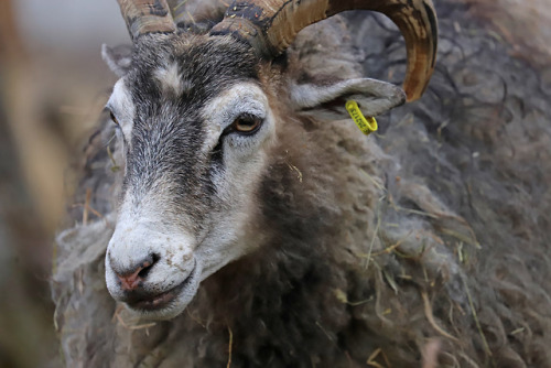 Gute sheep portraits.