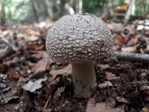 mushroomgay:Epping forest, London, UK, July 2020Blusher (Amanita rubescens)Another blusher - contras