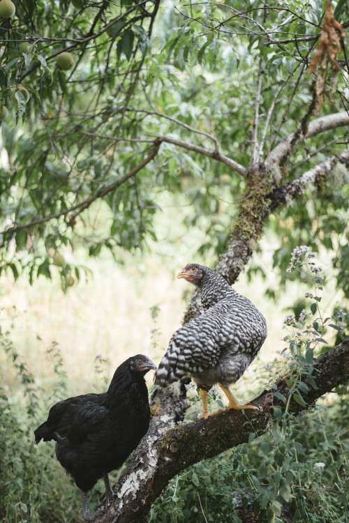 millivedder: Chicken timeCottagecore month on @mynocturnality