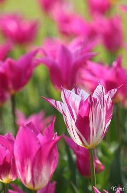 flowersgardenlove:  pink tulips Beautiful