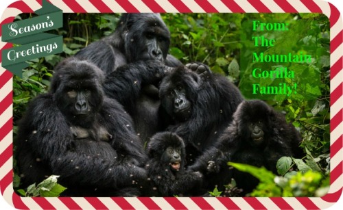 Animal Families So Marvelous They Should Be on Holiday Cards