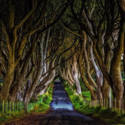 Bonitavista:  The Dark Hedges, Northern Ireland Photo Via Comfort