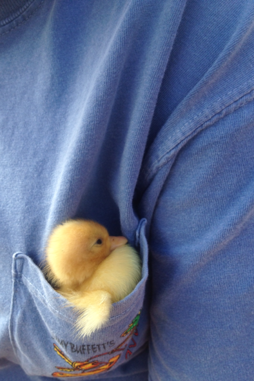 plantcreep:  snowycelaena:  one time a duckling fell asleep in my frocket and it was the cutest thing ever  frocket 